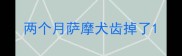两个月萨摩犬齿掉了
