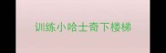 训练小哈士奇下楼梯