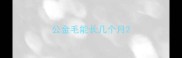 公金毛能长几个月