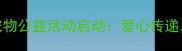 上海免费领养宠物公益活动启动爱心传递共建和谐社区