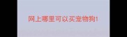 网上哪里可以买宠物狗