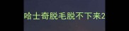 哈士奇脱毛脱不下来