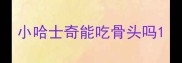 小哈士奇能吃骨头吗