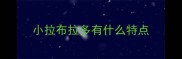 小拉布拉多有什么特点