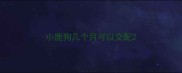 小鹿狗几个月可以交配