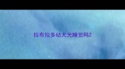 拉布拉多幼犬光睡觉吗