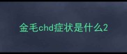 金毛chd症状是什么