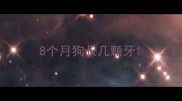 8个月狗长几颗牙