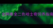哈士奇毛色全全网最全二色哈士奇饲养指南新手必看