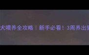 30天哈士奇幼犬喂养全攻略新手必看3周养出健康活泼小二哈