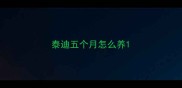 泰迪五个月怎么养