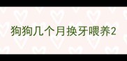 狗狗几个月换牙喂养