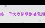 边牧配种时间表全攻略母犬发情期到哺乳期全流程附健康指南