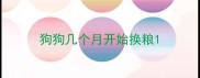 狗狗几个月开始换粮