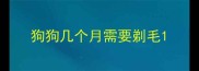 狗狗几个月需要剃毛
