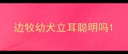 边牧幼犬立耳聪明吗