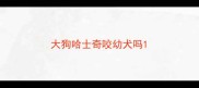 大狗哈士奇咬幼犬吗