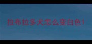拉布拉多犬怎么变白色