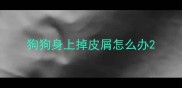 狗狗身上掉皮屑怎么办