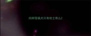 纯种雪橇犬只有哈士奇么