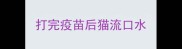 打完疫苗后猫流口水