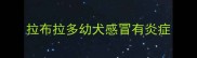 拉布拉多幼犬感冒有炎症