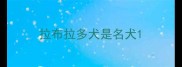 拉布拉多犬是名犬