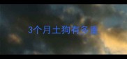 3个月土狗有多重