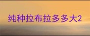 纯种拉布拉多多大