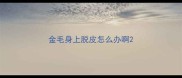 金毛身上脱皮怎么办啊