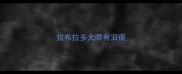 拉布拉多犬眼有泪痕