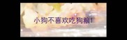 小狗不喜欢吃狗粮