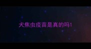 犬焦虫疫苗是真的吗