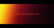 泰迪犬有皮肤病怎么办