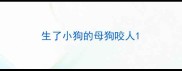 生了小狗的母狗咬人