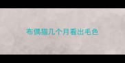 布偶猫几个月看出毛色