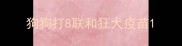 狗狗打8联和狂犬疫苗
