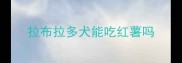 拉布拉多犬能吃红薯吗