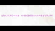 边牧犬5大核心特征全如何快速辨别边牧与柯基金毛等犬种