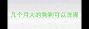几个月大的狗狗可以洗澡