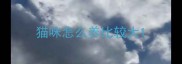 猫咪怎么养比较大