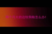 两个月大的边牧狗粮怎么办