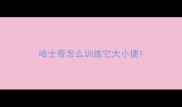 哈士奇怎么训练它大小便