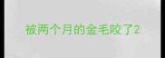 被两个月的金毛咬了