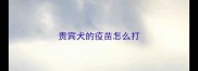 贵宾犬的疫苗怎么打