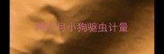 两个月小狗驱虫计量