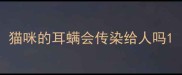 猫咪的耳螨会传染给人吗