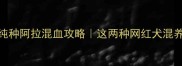 哈士奇纯种阿拉混血攻略这两种网红犬混养优缺点全
