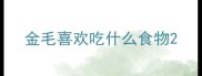 金毛喜欢吃什么食物