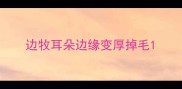 边牧耳朵边缘变厚掉毛